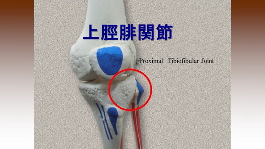 ＜上脛腓関節＞上脛腓関節検査から治療への流れ