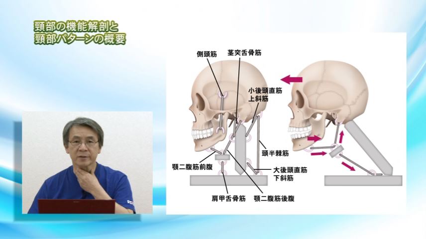 頸部の機能解剖と頸部パターンの概要