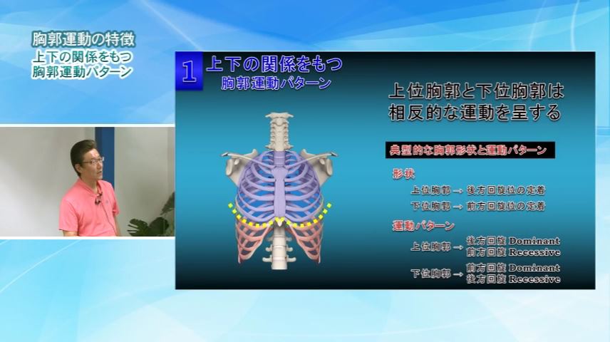 胸郭運動の特徴（上下の関係をもつ胸郭運動パターン①）