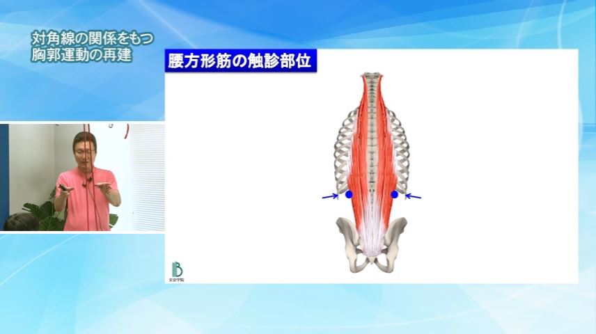 対角線の関係をもつ胸郭運動の再建（腰方形筋の触診部位①）