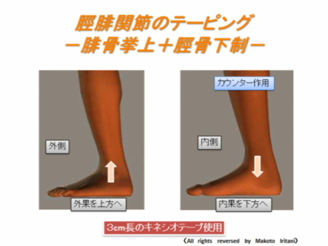 第４回　足の機能解剖 Ⅳ ～遠位脛腓関節における足関節・足部への運動連鎖～